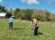 Bhabinkamtibmas Desa Ta’a Laksanakan Pendampingan Pertanian Jagung di Dusun Rasabou