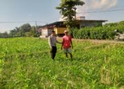 Petani Dusun Lamper Didukung Polri Tanam Jagung untuk Ketahanan Pangan