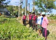 Polres Lobar Pastikan Produksi Jagung Aman di Desa Mesanggok