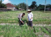 Sinergi Polisi dan Warga Kuripan Perkuat Program Ketahanan Pangan Nasional