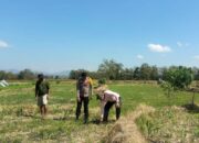 BKTM Desa O’o Laksanakan Pemantauan Lahan Jagung Milik Bapak Kaswadin, S.Pd dalam Mendukung Program Ketahanan Pangan Nasional Menuju Indonesia Emas 2045