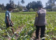 Bhabinkamtibmas desa ta’a dukung ketahanan pangan melalui pemantauan lahan jagung warga