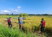 Polri Berperan Aktif Jaga Ketahanan Pangan: Personel Samapta Polres Lombok Barat Patroli dan Beri Edukasi Petani