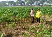 Bhabinkamtibmas Jagaraga Ajak Petani Dusun Adeng Optimalkan Lahan untuk Ketahanan Pangan