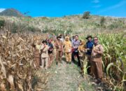 Bhabinkamtibmas dan Pemerintah Desa Panen Jagung Bersama Masyarakat Bersinergi Dukung Ketahanan Pangan