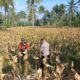 Panen Jagung di Dusun Lilin: Sinergi Petani dan Bhabinkamtibmas Gerung