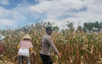 Bhabinkamtibmas desa daha dukung program ketahanan pangan, tinjau lahan warga di dusun daha barat