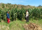 Dukung Ketahanan Pangan, Bhabinkamtibmas Buer Pantau Panen Jagung Petani