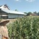 Bhabinkamtibmas Labuapi Dorong Petani Optimalkan Lahan Kosong untuk Ketahanan Pangan