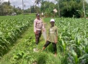 Polres Lombok Barat Gerakkan Warga Desa Jagaraga Menanam Jagung