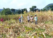 Bhabinkamtibmas Desa Adu Polsek Hu’u Laksanakan Sambang dan Bantu Panen Jagung Guna Dukung Program Ketahanan Pangan Nasional