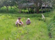 Ketahanan Pangan Desa: Bhabinkamtibmas Jagaraga Edukasi Warga Dasan Geres Pande Manfaatkan Lahan Produktif