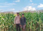 Polsek Woja Bhabinkamtibmas Desa Mumbu Dukung Ketahanan Pangan Lewat Pemantauan Lahan Jagung Warga