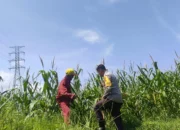 Bhabinkamtibmas Dorong Semangat Petani Jagung di Lombok Barat