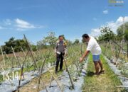 BKTM Rhee Loka Pantau Pemanfaatan Lahan Kosong, Dukung Program Ketahanan Pangan