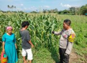 Bhabinkamtibmas Desa Cempi Jaya Dampingi Petani Jagung, Wujudkan Ketahanan Pangan Nasional Menuju Indonesia Emas 2045