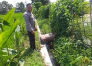 Bhabinkamtibmas Dorong Petani Jagaraga Wujudkan Swasembada Pangan