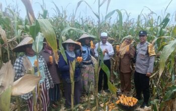 Panen Jagung di Babussalam, Polri Jadi Sahabat Petani Lombok Barat