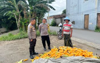 Polsek Labuapi Bantu Petani Amankan Harga Panen Jagung ke Bulog