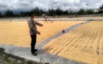 Sinergi Polri dan Bulog Jamin Harga Jual Jagung Petani Lombok Barat