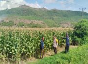 BHABINKAMTIBMAS DESA MUMBU LAKUKAN PENGECEKAN TANAMAN JAGUNG WARGA DALAM UPAYA DUKUNG KETAHANAN PANGAN DAN PERERAT KEMITRAAN