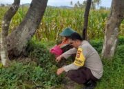 Polri Dampingi Petani Jagung Lombok Barat: Panen Lancar, Hasil Terserap Bulog