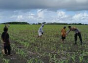 BHABINKAMTIBMAS HU’U DAMPINGI PETANI JAGUNG, DUKUNG PROGRAM KETAHANAN PANGAN MENUJU INDONESIA EMAS 2045