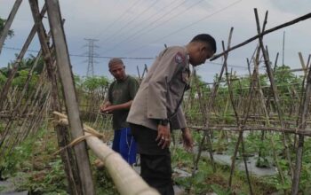 Polsek Sekotong Dampingi Petani Kuranji Dalang