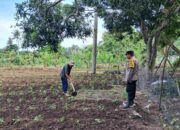Polsek Sekotong Dampingi Petani Optimalkan Lahan Pangan