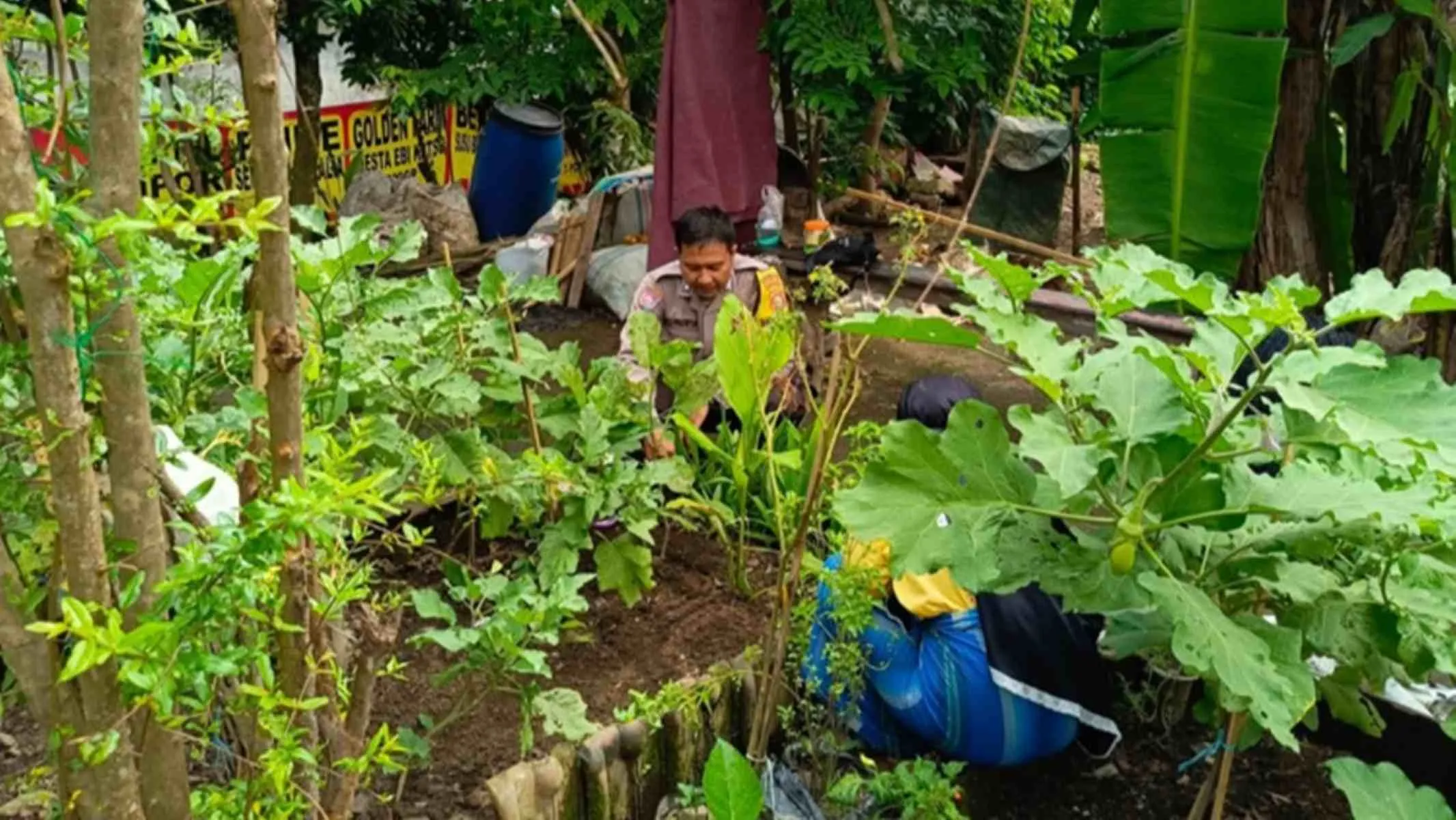 Inovasi Desa Perampuan: Sulap Lahan Sempit Jadi Greenhouse Produktif