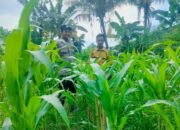 Dukung Swasembada Pangan, Bhabinkamtibmas Bajur Edukasi Warga