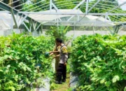 Warga Desa Bengkel Sulap Lahan Kosong Jadi Pekarangan Bergizi