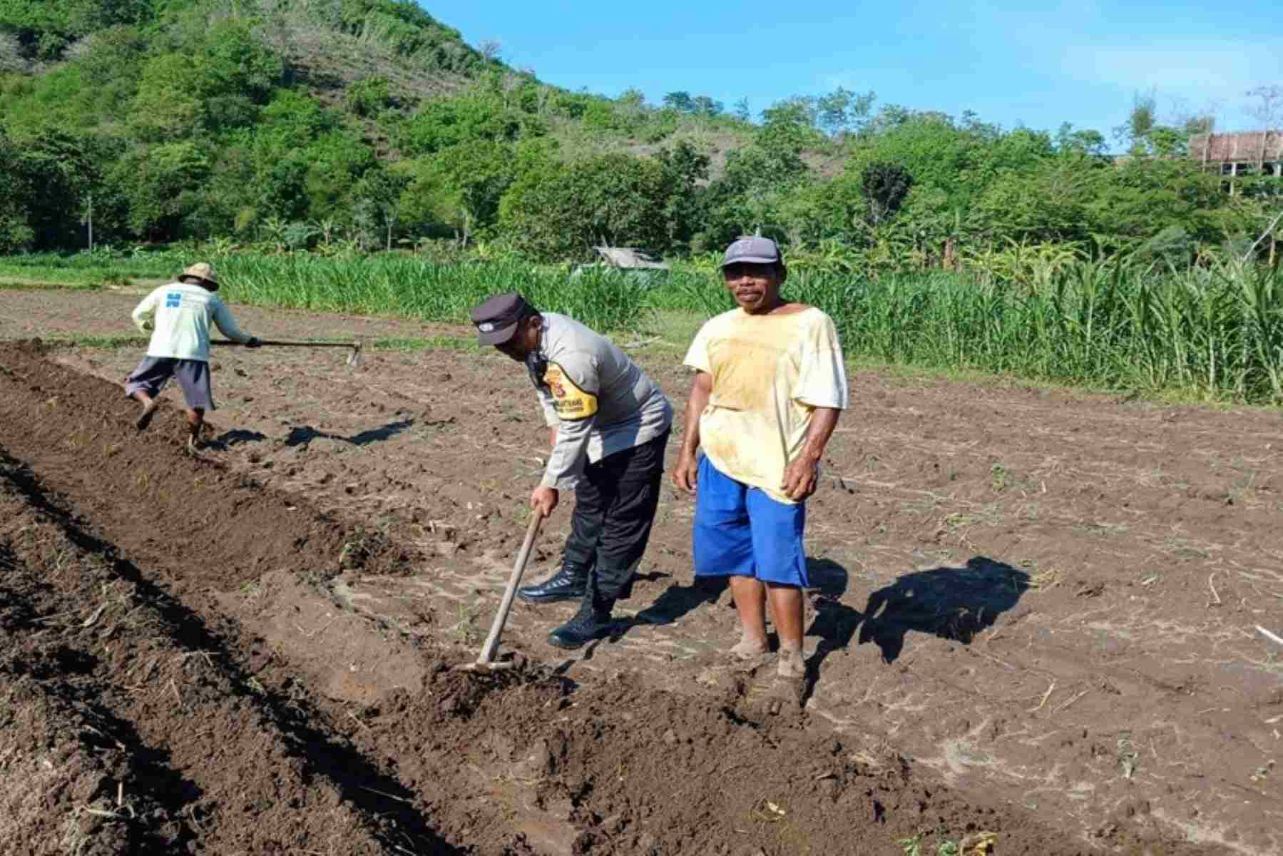 Polsek Gerung Pantau Ketahanan Pangan di Dusun Gumesa Utara Lobar