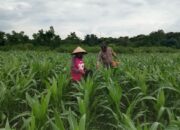 Polsek Pekat Lakukan Pemantauan Lahan Jagung Warga Dukung Program Ketahanan Pangan Nasional