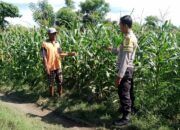 Bhabinkamtibmas Polsek Kilo Pantau Lahan Jagung Warga Dukung Ketahanan Pangan Menuju Indonesia Emas 2045