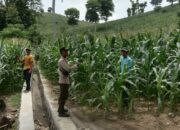 Bhabinkamtibmas Polsek Woja Pantau Lahan Jagung Warga Dukung Ketahanan Pangan Nasional