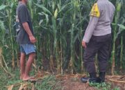 Dukung Program Nasional, Polsek Kempo Lakukan Pemantauan Lahan Jagung Warga