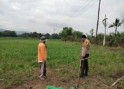Polsek Hu’u Pantau Lahan Jagung Warga di Desa Cempi Jaya, Dukung Ketahanan Pangan Nasional