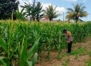 Polri Dampingi Petani Jagung di Labuapi Perkuat Ketahanan Pangan