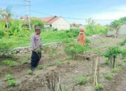 Polri Dampingi Warga Dusun Bantir Budidaya Palawija di Pekarangan