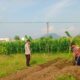 Labuapi Edukasi Petani Optimalkan Lahan Produktif