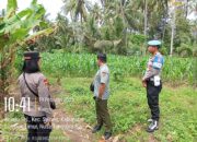 Kapolsek Selong Koordinasi dan Cek Lahan Jagung di Kelayu Selatan