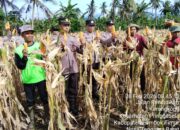 Kapolsek Suralaga Hadiri Panen Raya Jagung di Kerongkong, Dukung Ketahanan Pangan Nasional