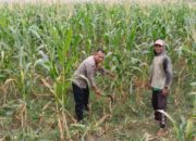 Polsek Labuapi Dampingi Petani Bagik Polak Barat Wujudkan Swasembada Pangan