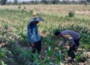 Polres Lombok Barat Kawal Swasembada Pangan di Labuapi
