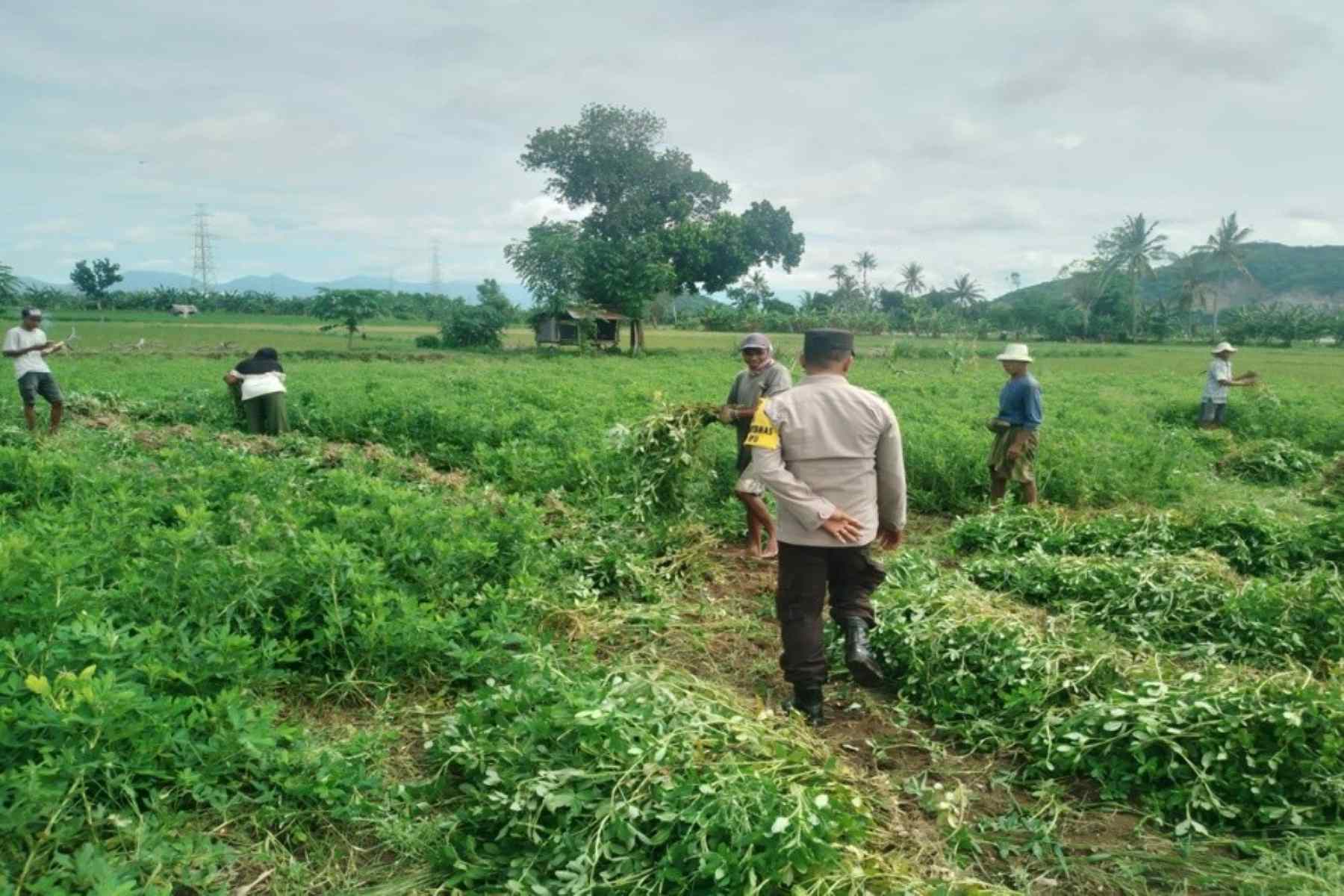 Sinergi Bhabinkamtibmas dan Petani Jagung di Desa Taman Ayu