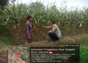 Bhabinkamtibmas Desa Pringgabaya Cek Lahan Jagung Warga di Subak Pade Girang II