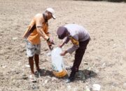 Bhabinkamtibmas Desa Sermong Salurkan Bibit Jagung, Dorong Ketahanan Pangan di Sumbawa Barat