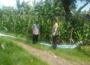 Bhabinkamtibmas Polsek Hu’u Pantau Lahan Jagung Warga Binaan di Desa Rasabou, Dukung Ketahanan Pangan Nasional