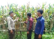 Bhabinkamtibmas Polsek Kilo Pantau Lahan Jagung Warga di Desa Taropo Dukung Program Ketahanan Pangan Nasional